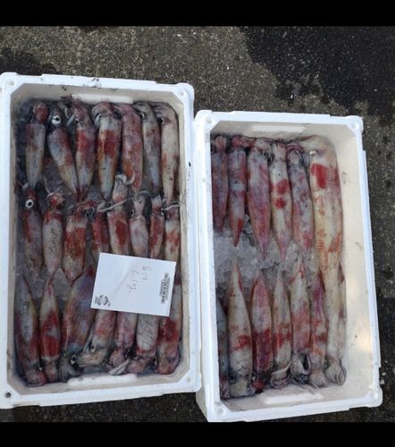 シロイカの釣果