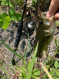 ブラックバスの釣果