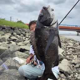 クロダイ