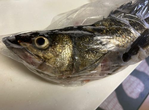 スズキの釣果