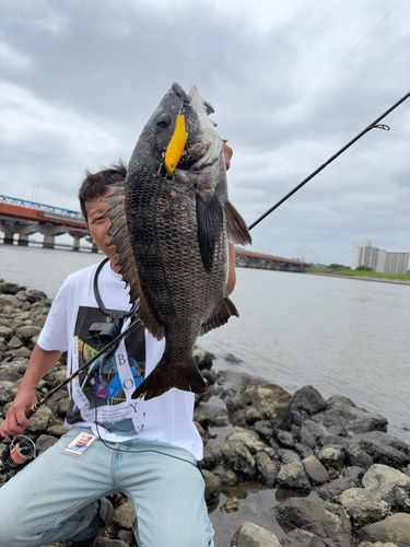 クロダイの釣果