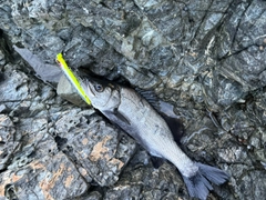 ヒラスズキの釣果