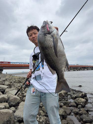 チヌの釣果