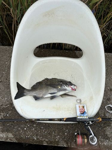 チヌの釣果