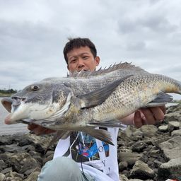 クロダイ