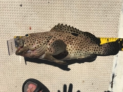 イシミーバイの釣果