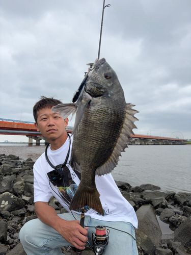 クロダイの釣果