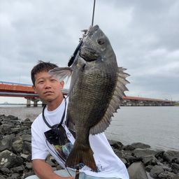 クロダイ