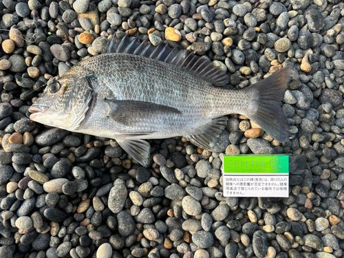 チヌの釣果