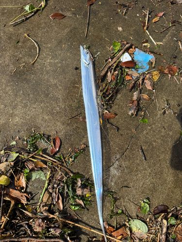 タチウオの釣果