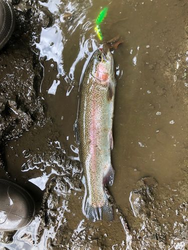 ニジマスの釣果