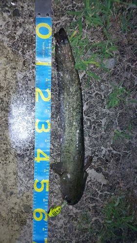 ナマズの釣果