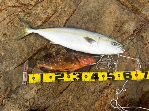 キジハタの釣果