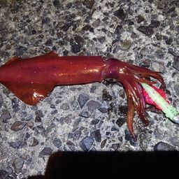 ケンサキイカ