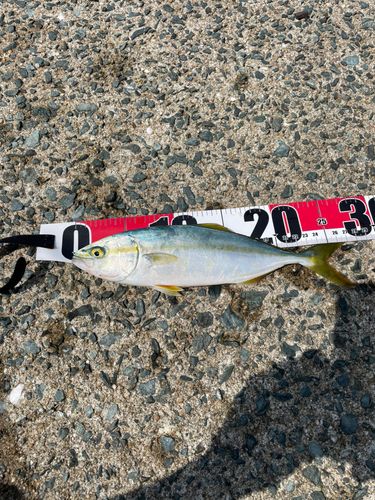 ヤズの釣果