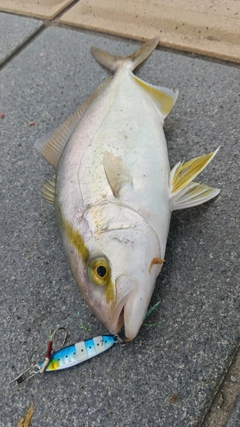 シオの釣果