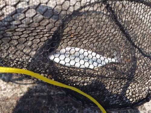 ネリゴの釣果