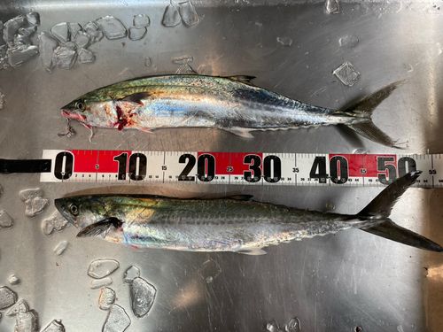 サゴシの釣果