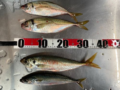 サバの釣果