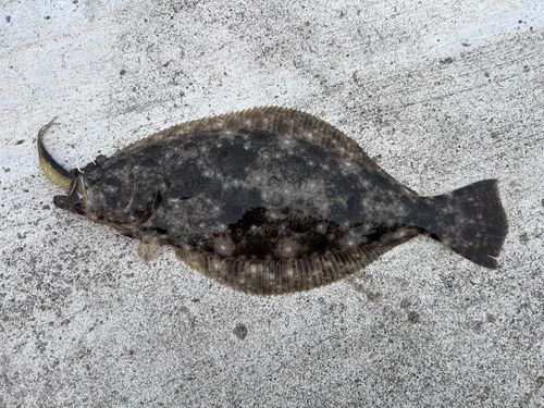 ヒラメの釣果