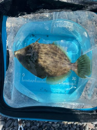カワハギの釣果