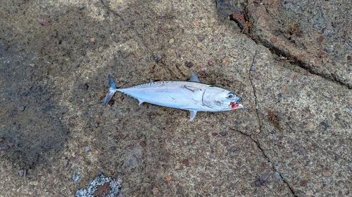 ソウダガツオの釣果