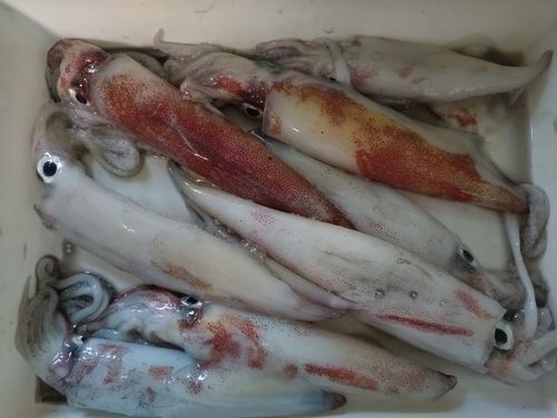 ケンサキイカの釣果