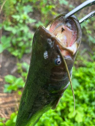 ナマズの釣果