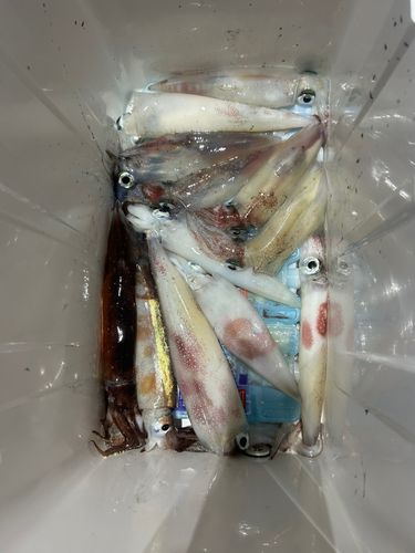 ケンサキイカの釣果