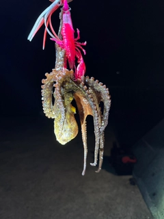 タコの釣果