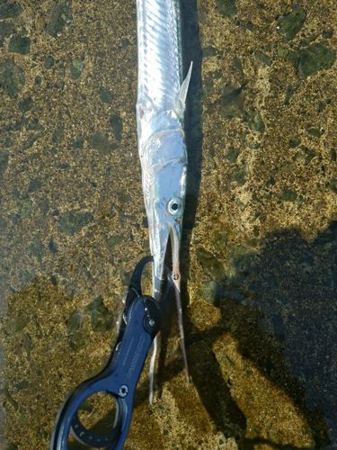 ダツの釣果