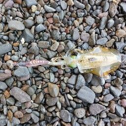 アオリイカ