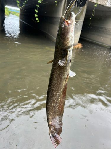 ナマズの釣果