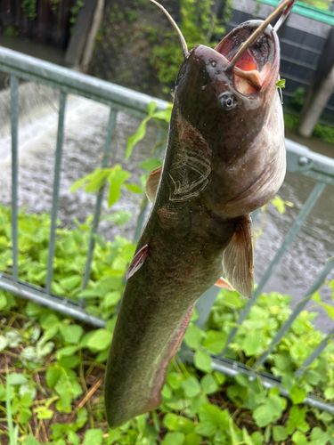 ナマズの釣果