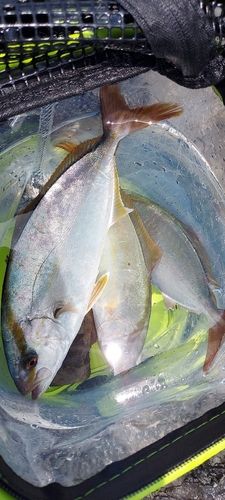 ネリゴの釣果