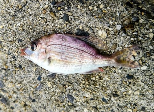 チャリコの釣果