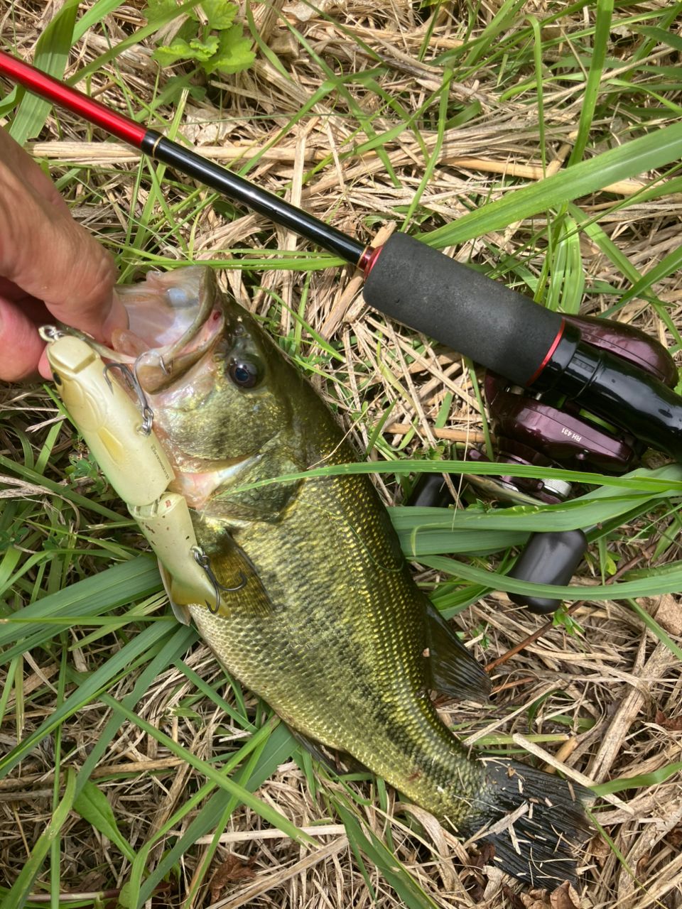 ラージマウスバス