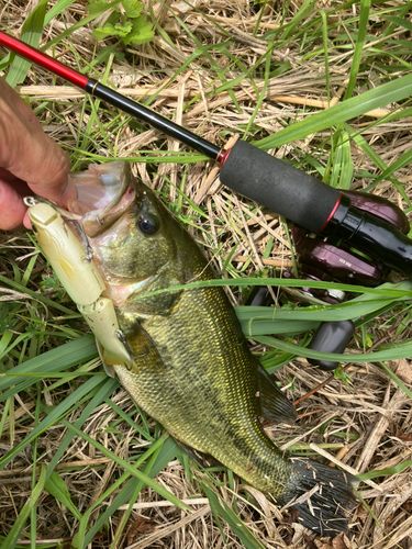 ラージマウスバスの釣果