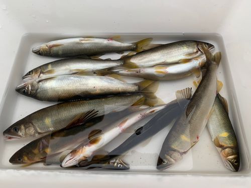 アユの釣果