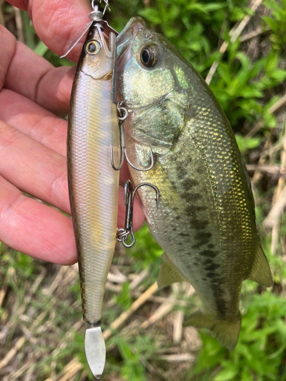 ラージマウスバス