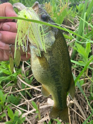 ラージマウスバスの釣果