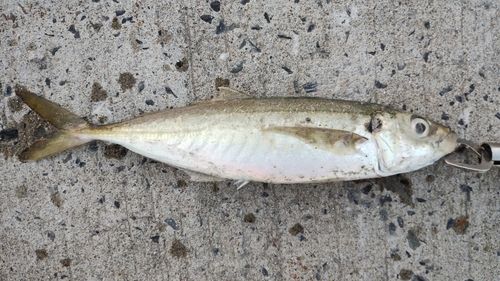 マルアジの釣果
