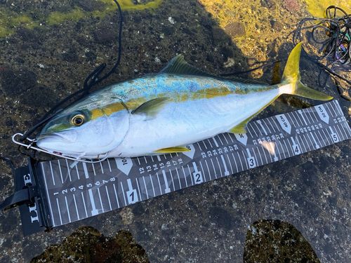 ヒラマサの釣果