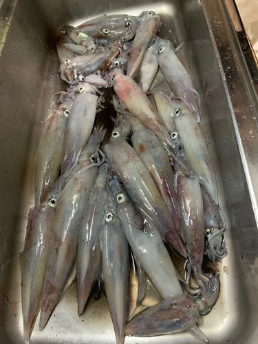 ケンサキイカの釣果