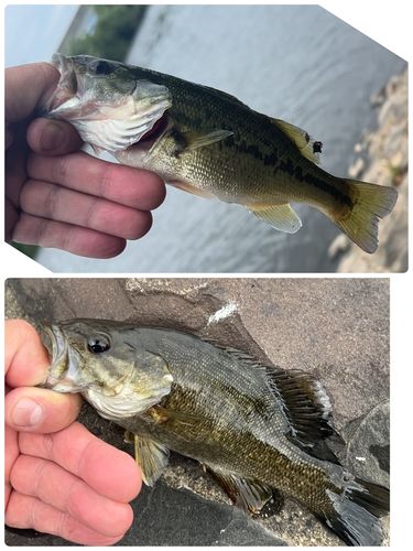 ブラックバスの釣果