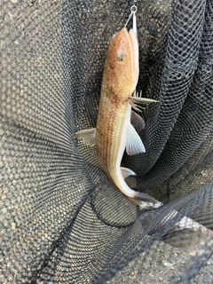 エソの釣果