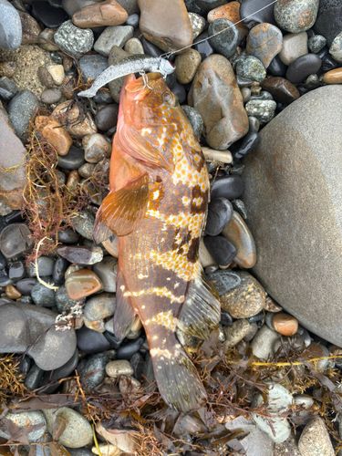 キジハタの釣果