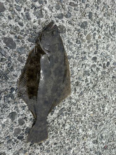 ヒラメの釣果