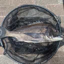 クロダイ
