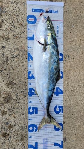 ワラサの釣果